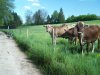 Am Illerradweg